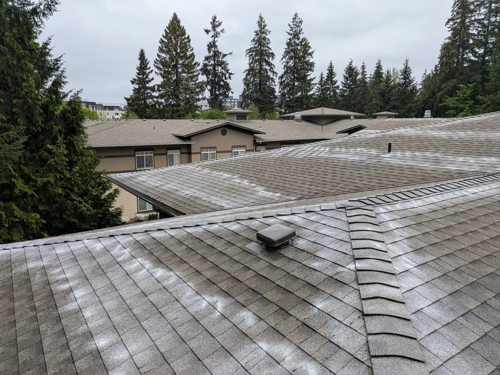 Professional moss treatment being applied across a roof